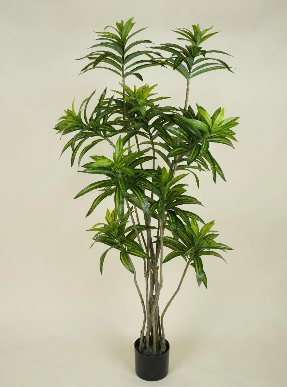 Lily Bamboo Size : 160cm